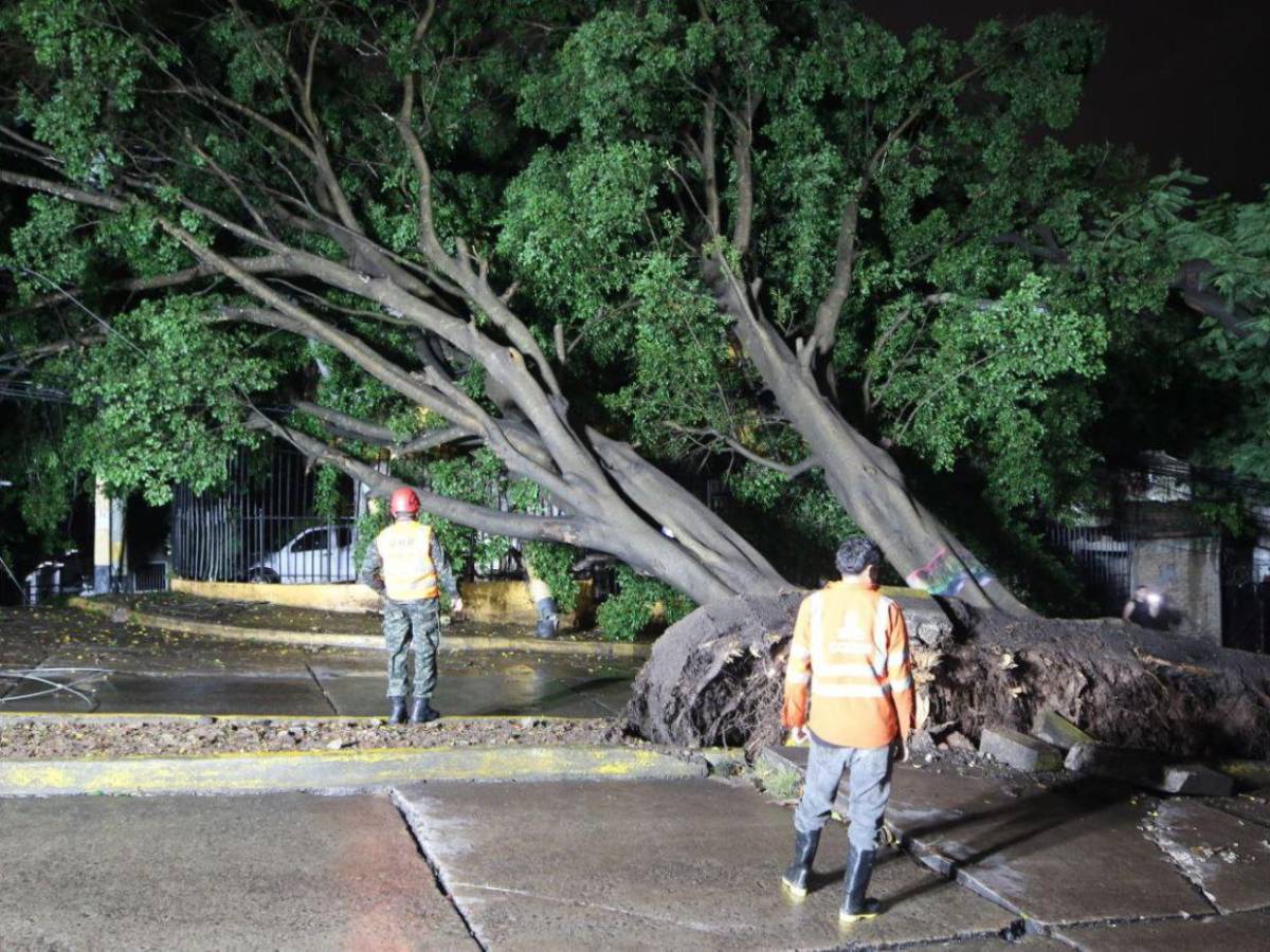 Sin electricidad y sin paso vehicular: caos en Palmira tras caída de árbol por las lluvias