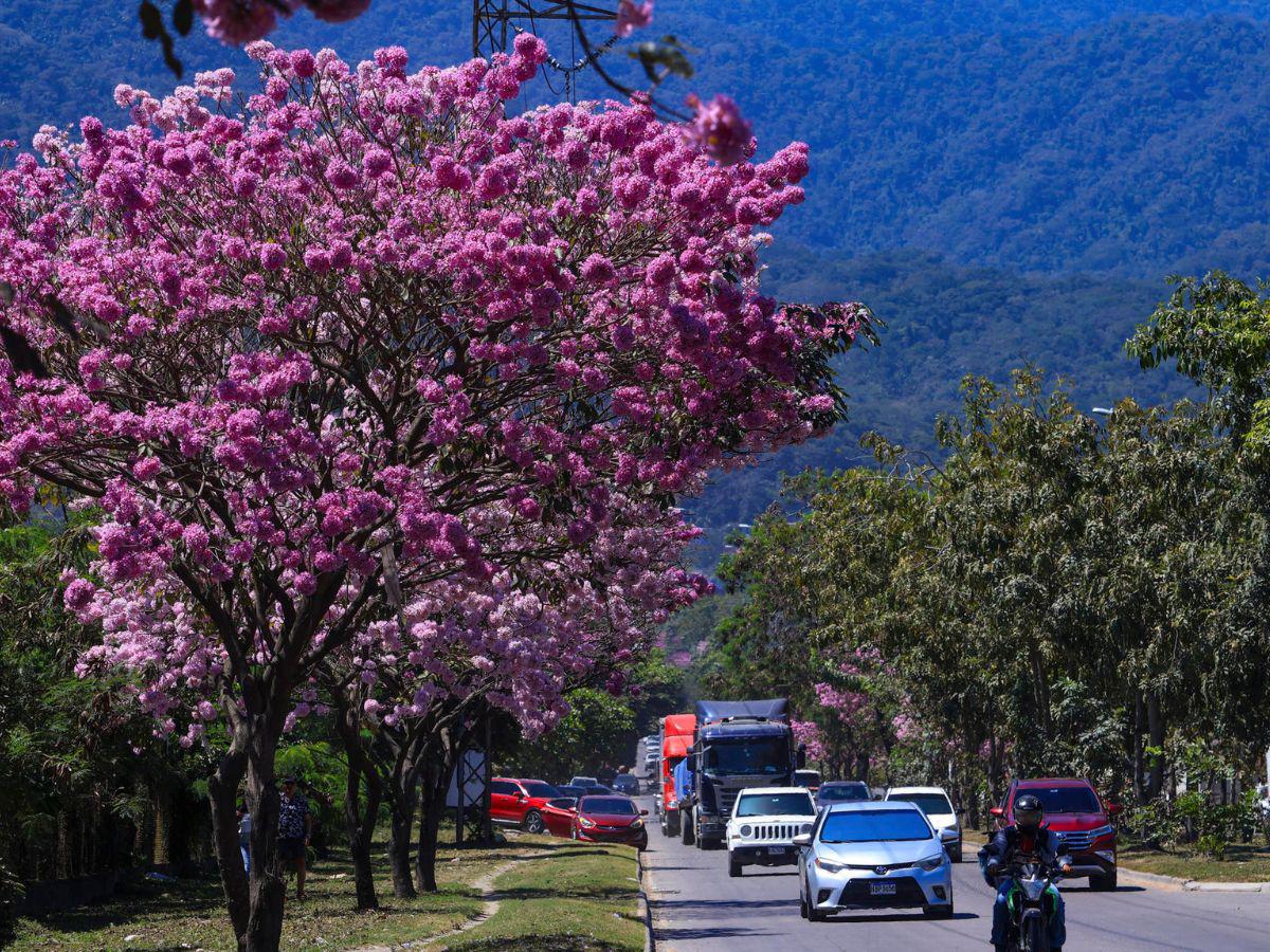 Con el estallido amarillo y rosa de los guayacanes: así lucen las calles en Centroamérica