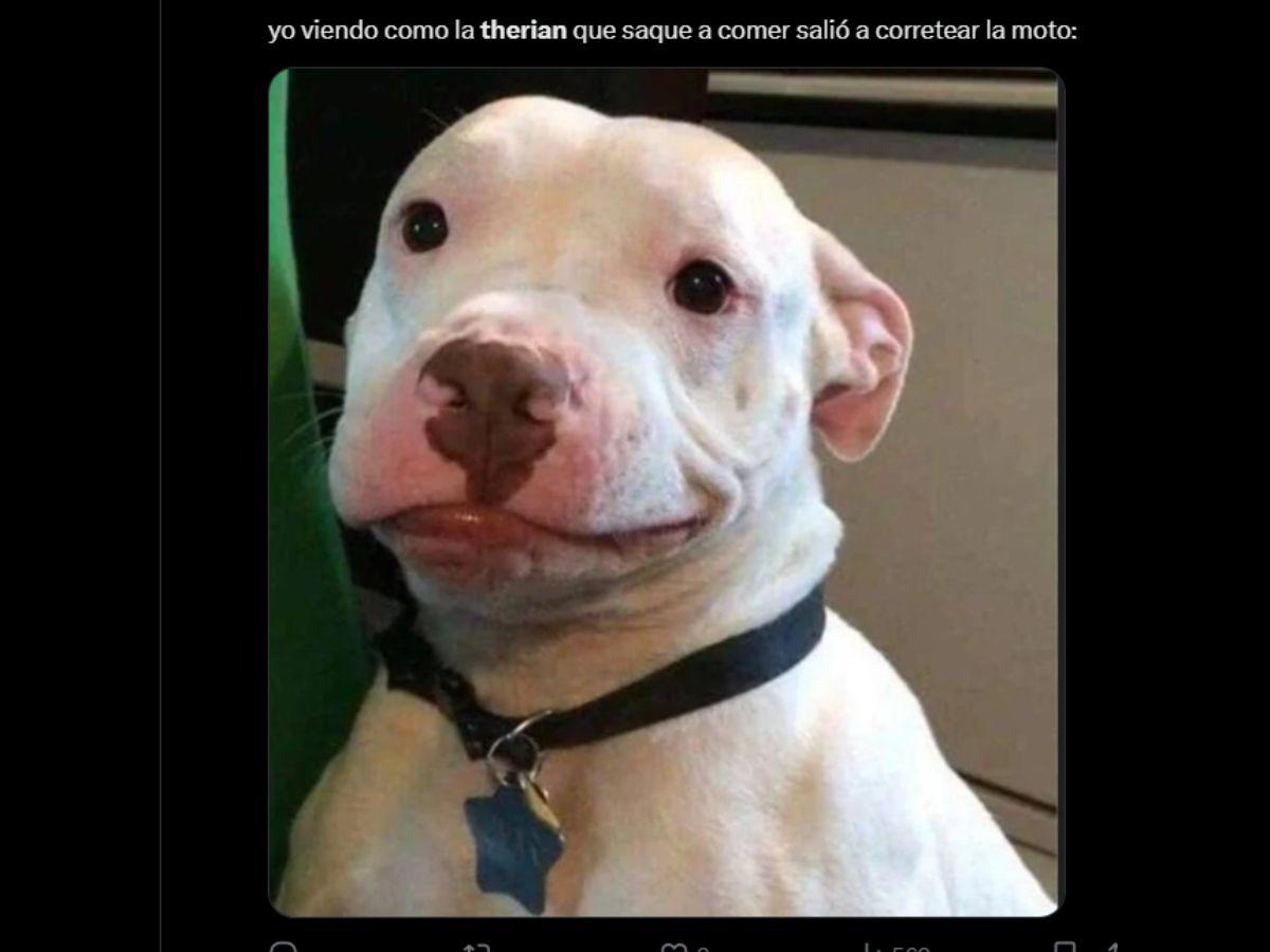 Los mejores memes que está dejando la nueva tendencia de therians en redes