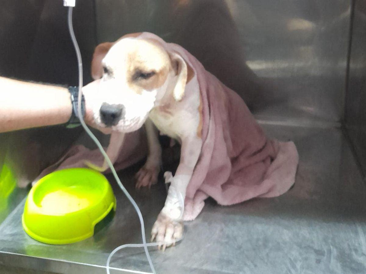 “Ángel” se recupera en un centro veterinario.