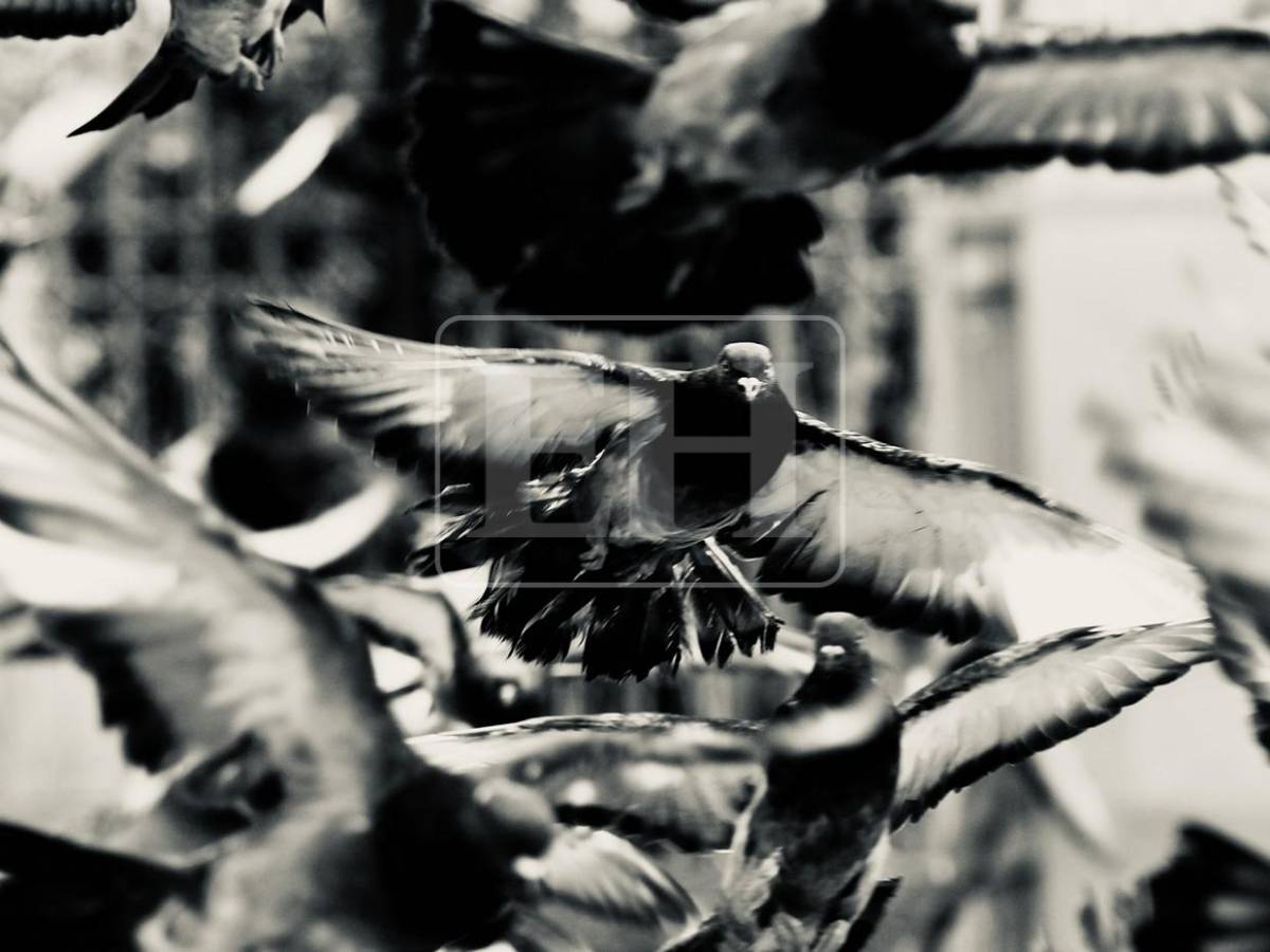 El vuelo de las palomas transforma la Iglesia Los Dolores en una postal única