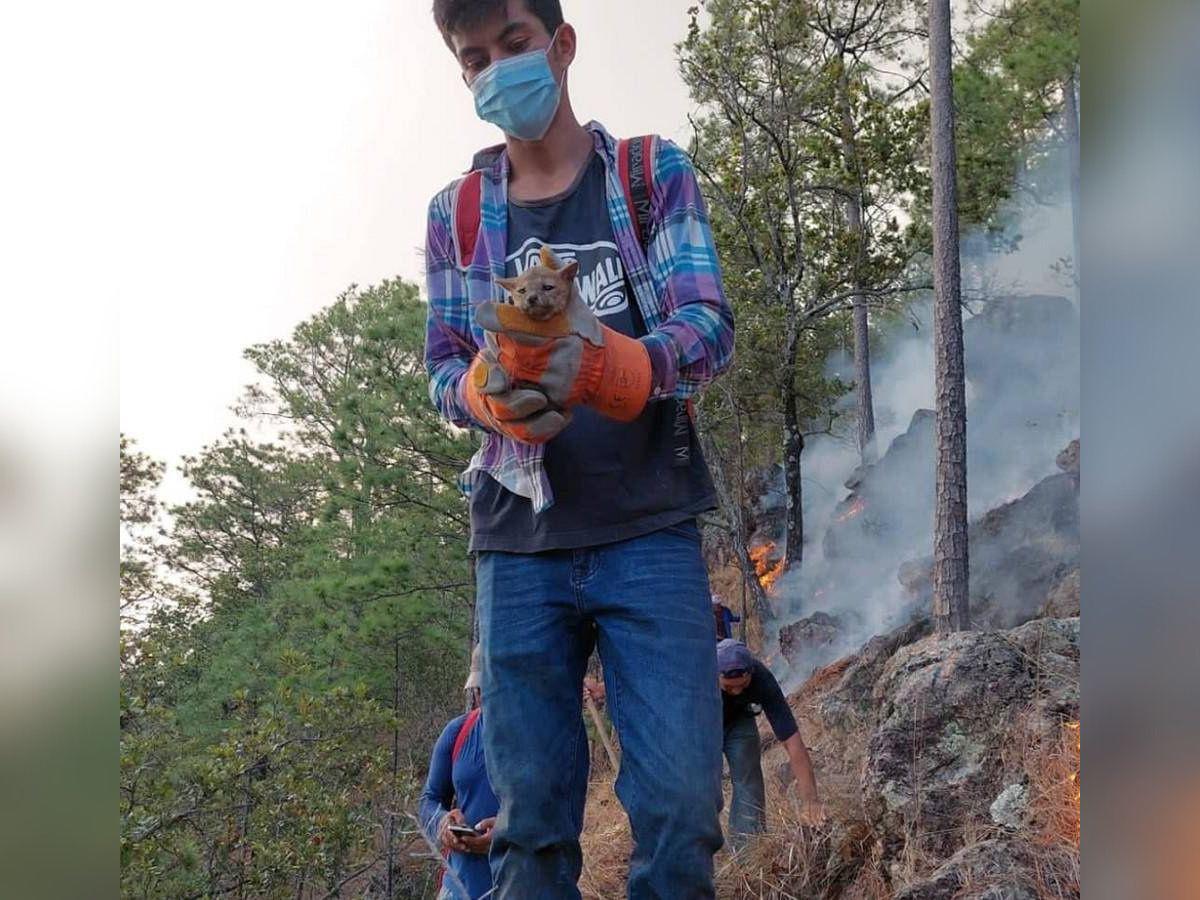Momento en que un voluntario rescata a la cría de Coyote.