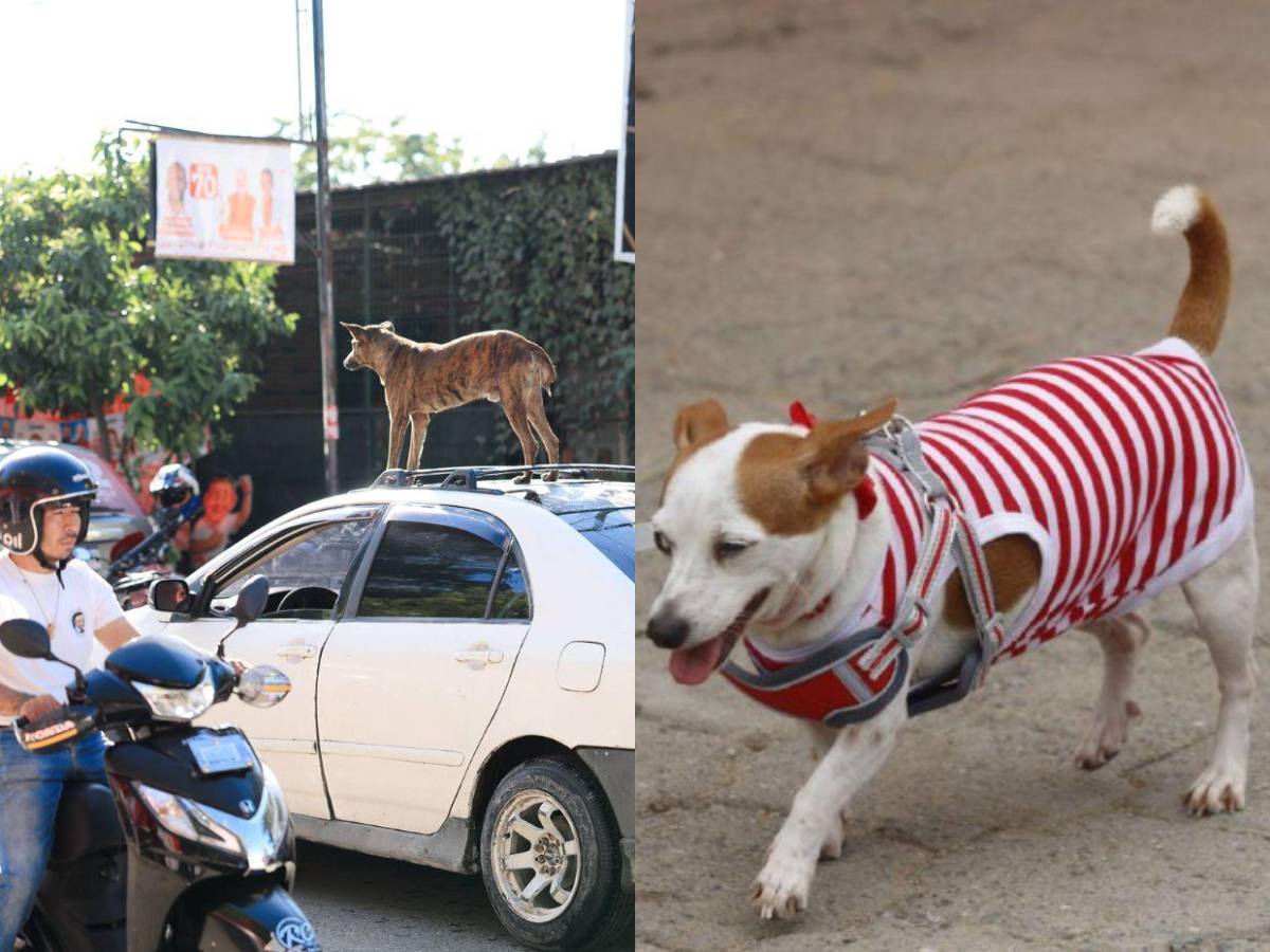 Curiosidades de las elecciones: desinfectante en la boca, tinta indeleble, perritos y cachetadas