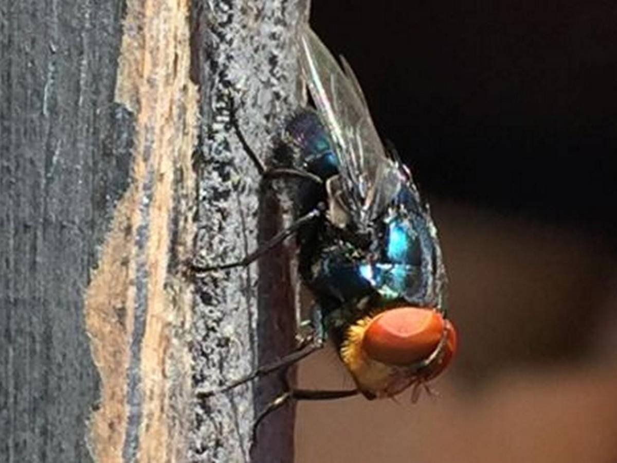 Miasis en humanos: ¿Cómo luce la mosca cochliomyia hominivorax que la provoca?