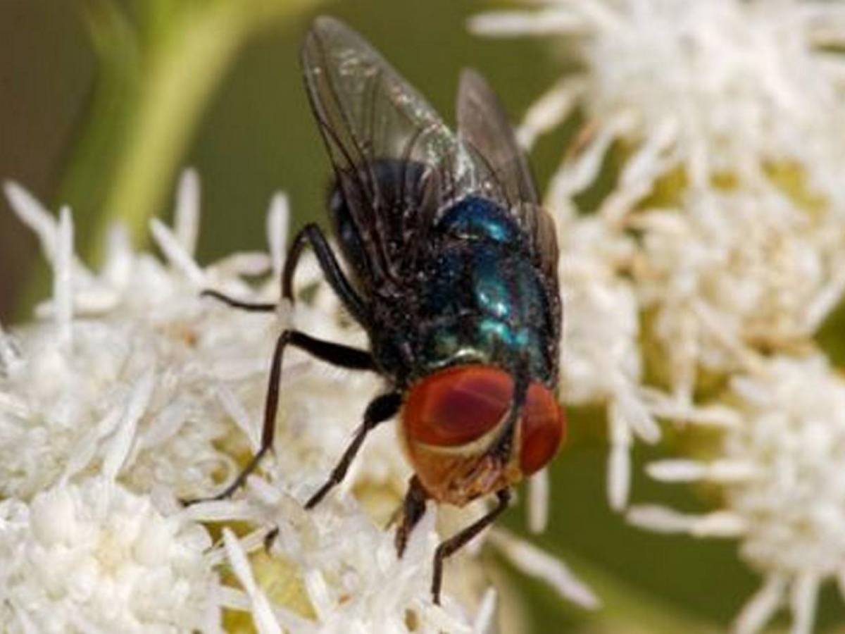 Miasis en humanos: ¿Cómo luce la mosca cochliomyia hominivorax que la provoca?