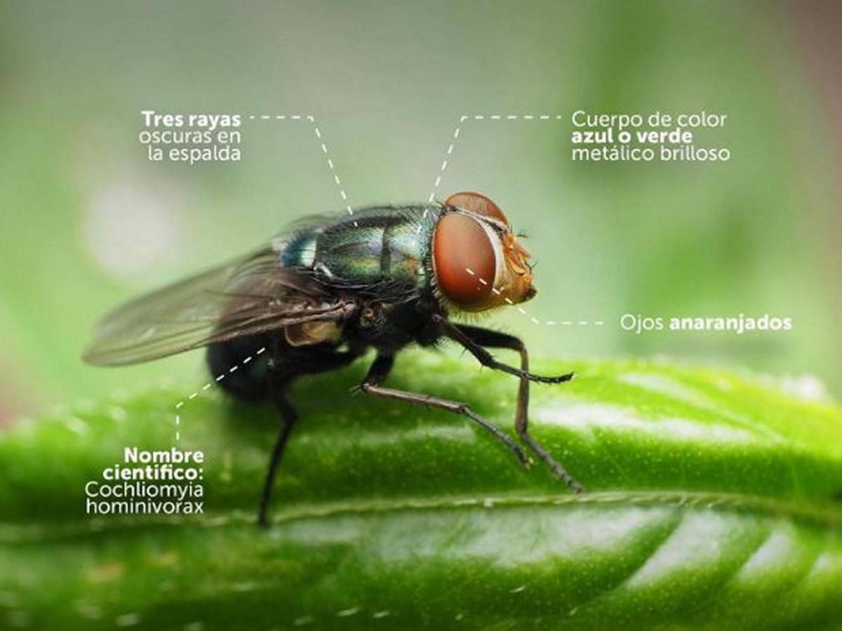 Miasis en humanos: ¿Cómo luce la mosca cochliomyia hominivorax que la provoca?