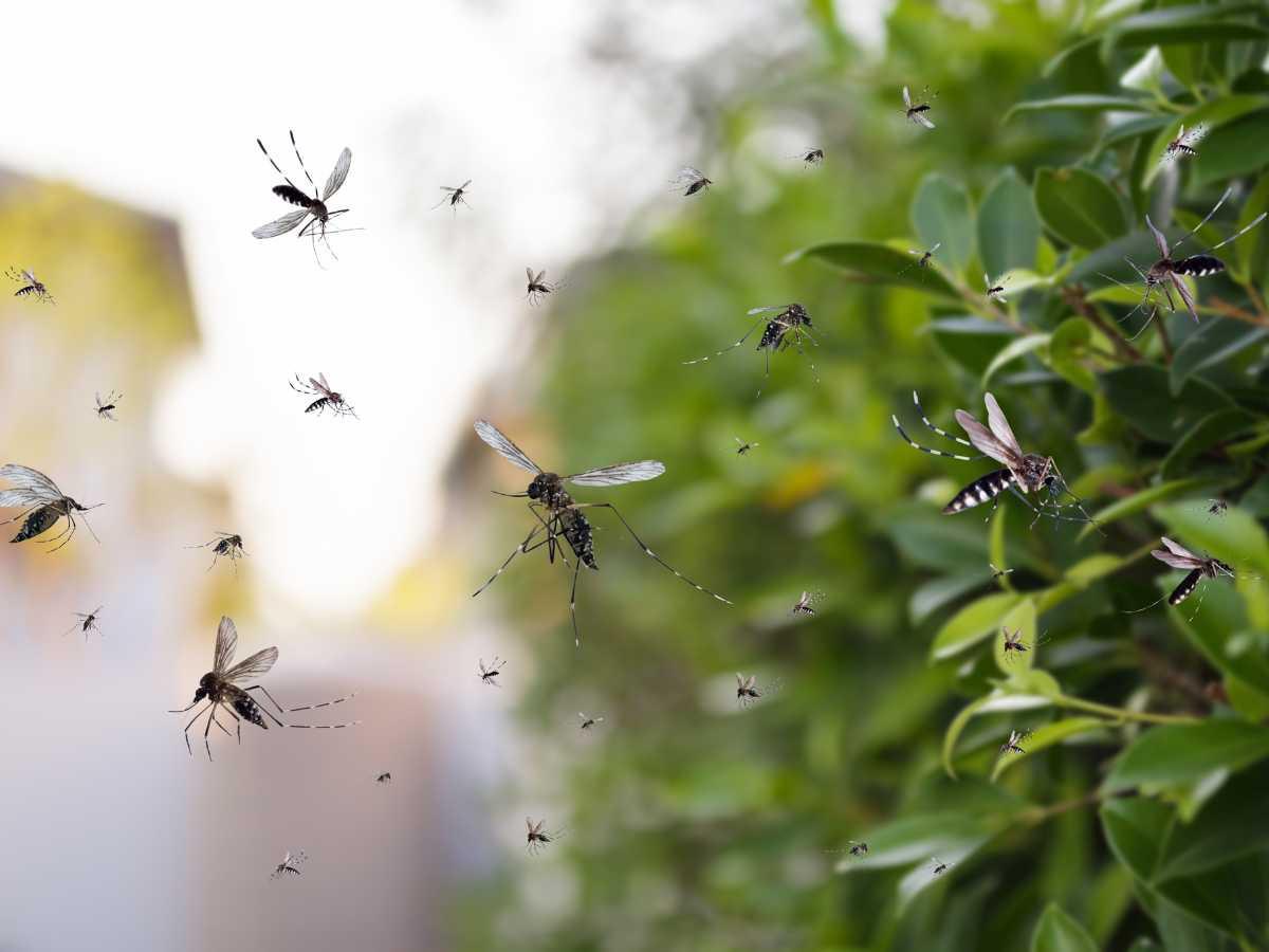 ¿Cuándo inicia y con quiénes? Detalles sobre vacunación contra el dengue en Honduras ¿Cuándo inicia y con quiénes? Detalles sobre vacunación contra el dengue en Honduras