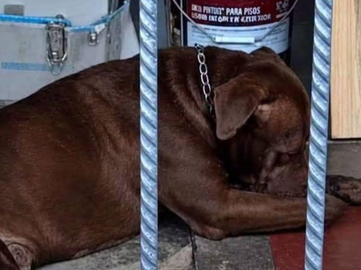 ¡No será sacrificado! Zeus, pitbull que mató a su dueño, irá a un refugio