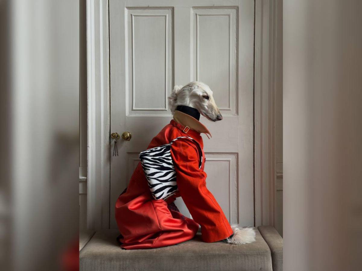 Samantha, la galga afgana que conquista las redes con su glamour de modelo