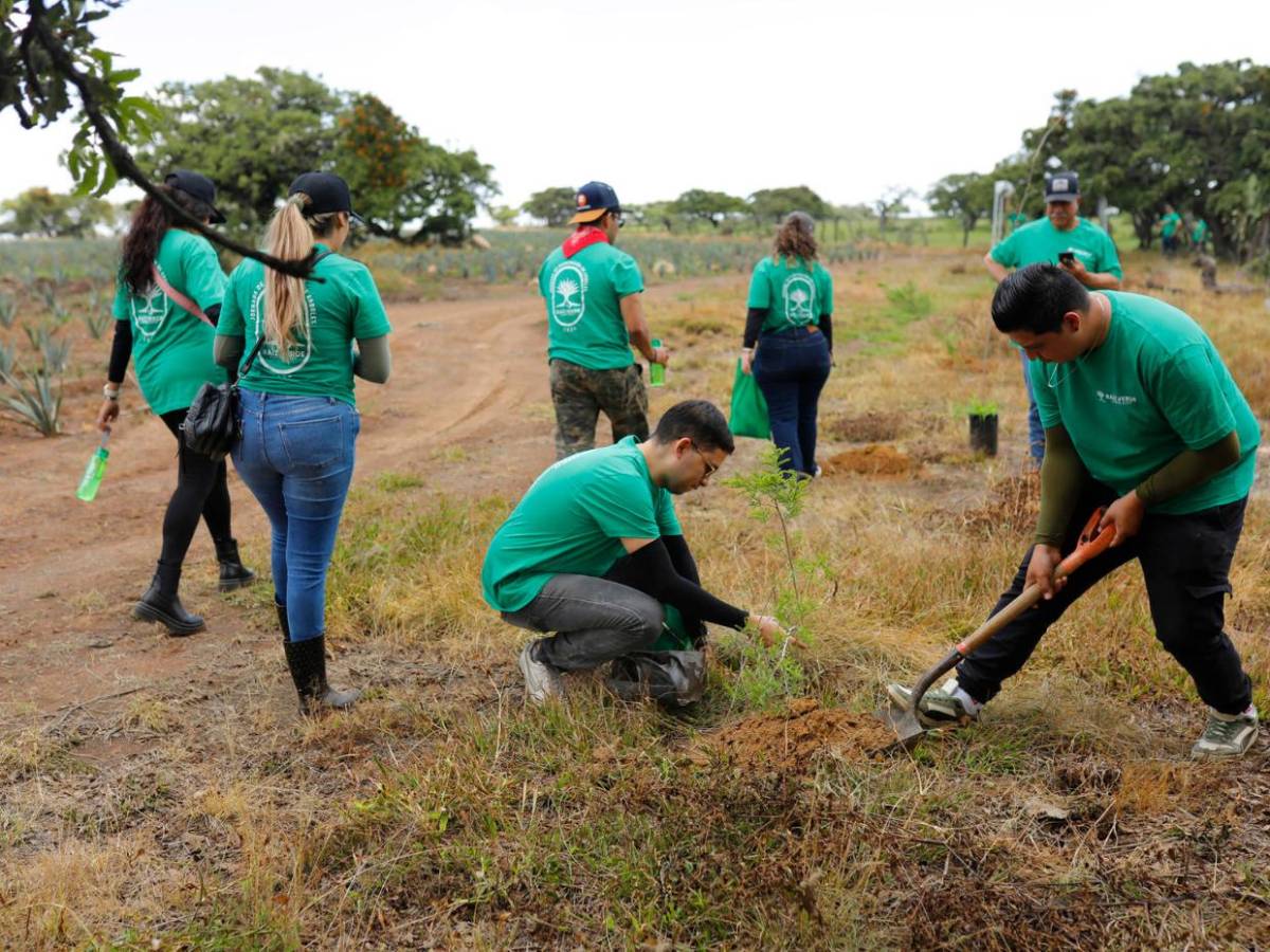 Jalisco reforesta sus bosques tras expansión de cultivos de agave para producir tequila