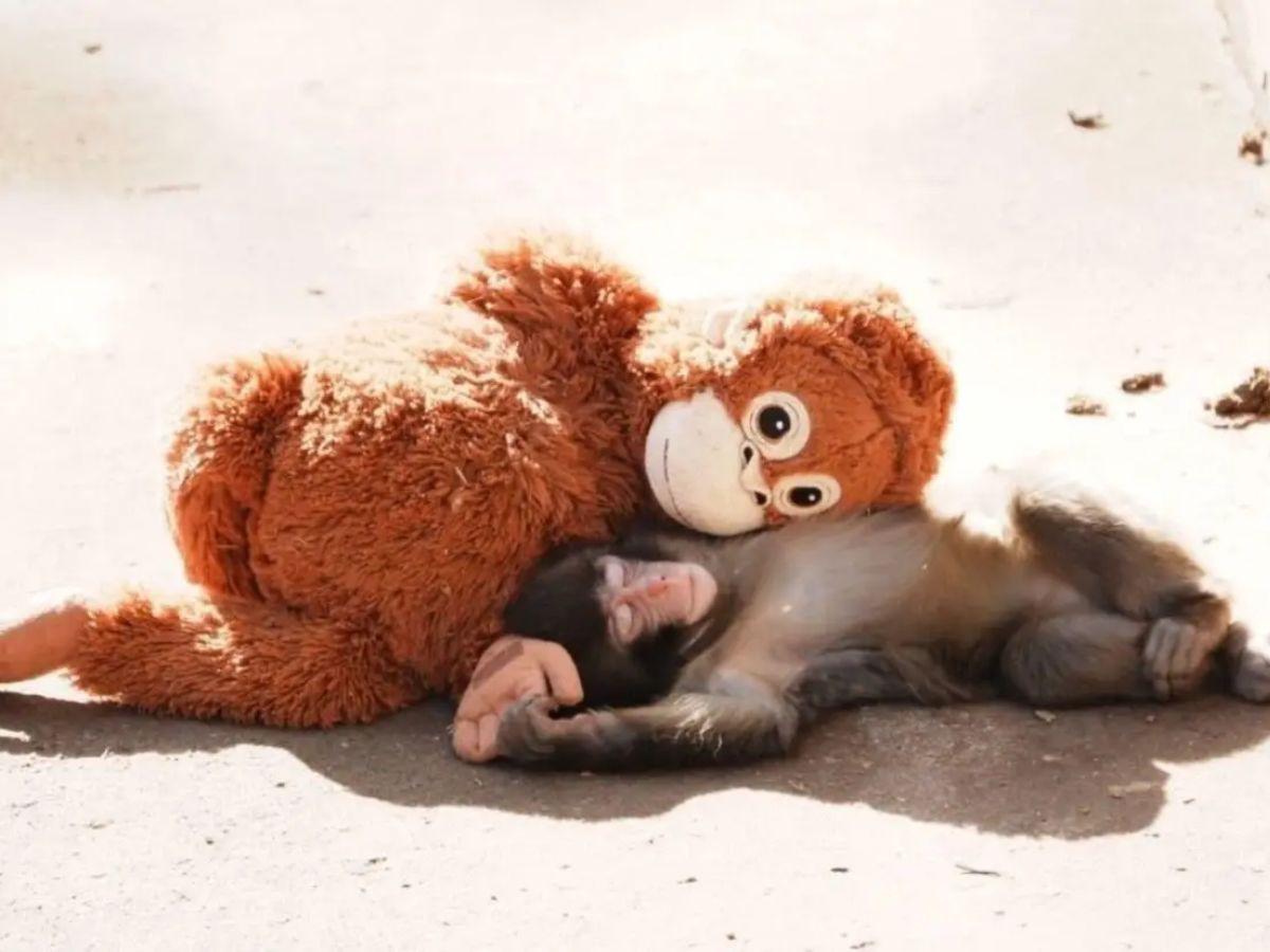¿Qué ha pasado con Punch, el macaco que roba corazones con su tierno amigo de peluche?