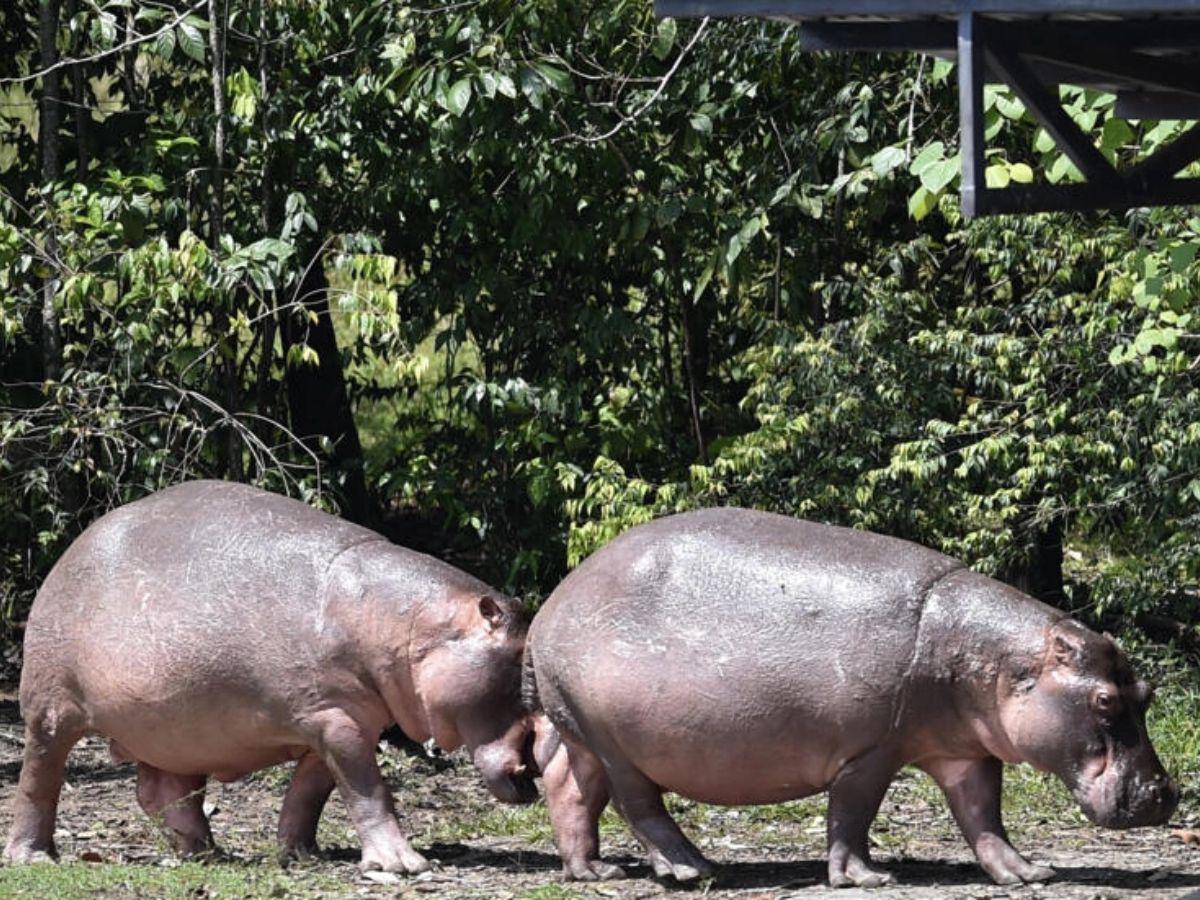 Uno de los hipopótamos de Pablo Escobar muere atropellado en carretera de Colombia