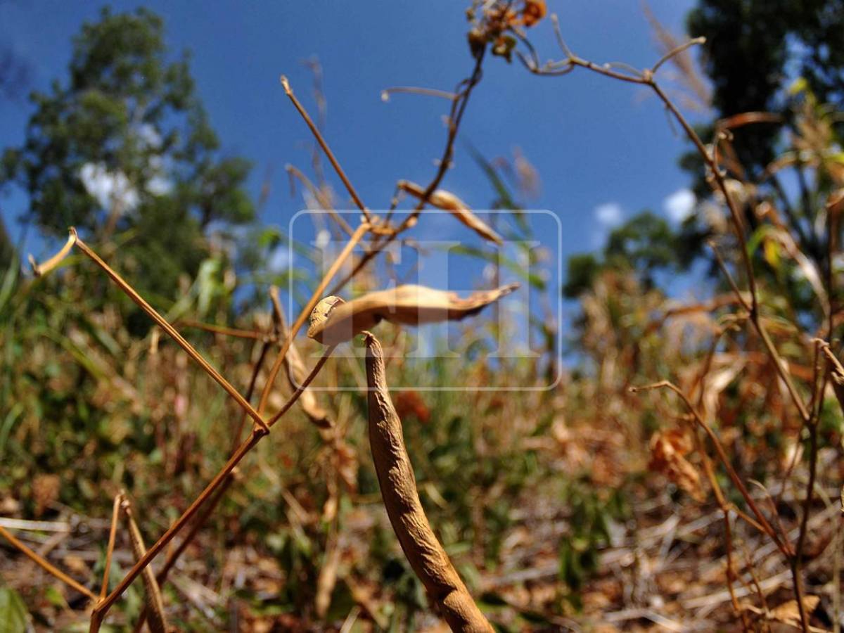 No se salvó ni un cultivo, ahora peligra el agua para consumo: el rastro de la sequía en el Corredor Seco