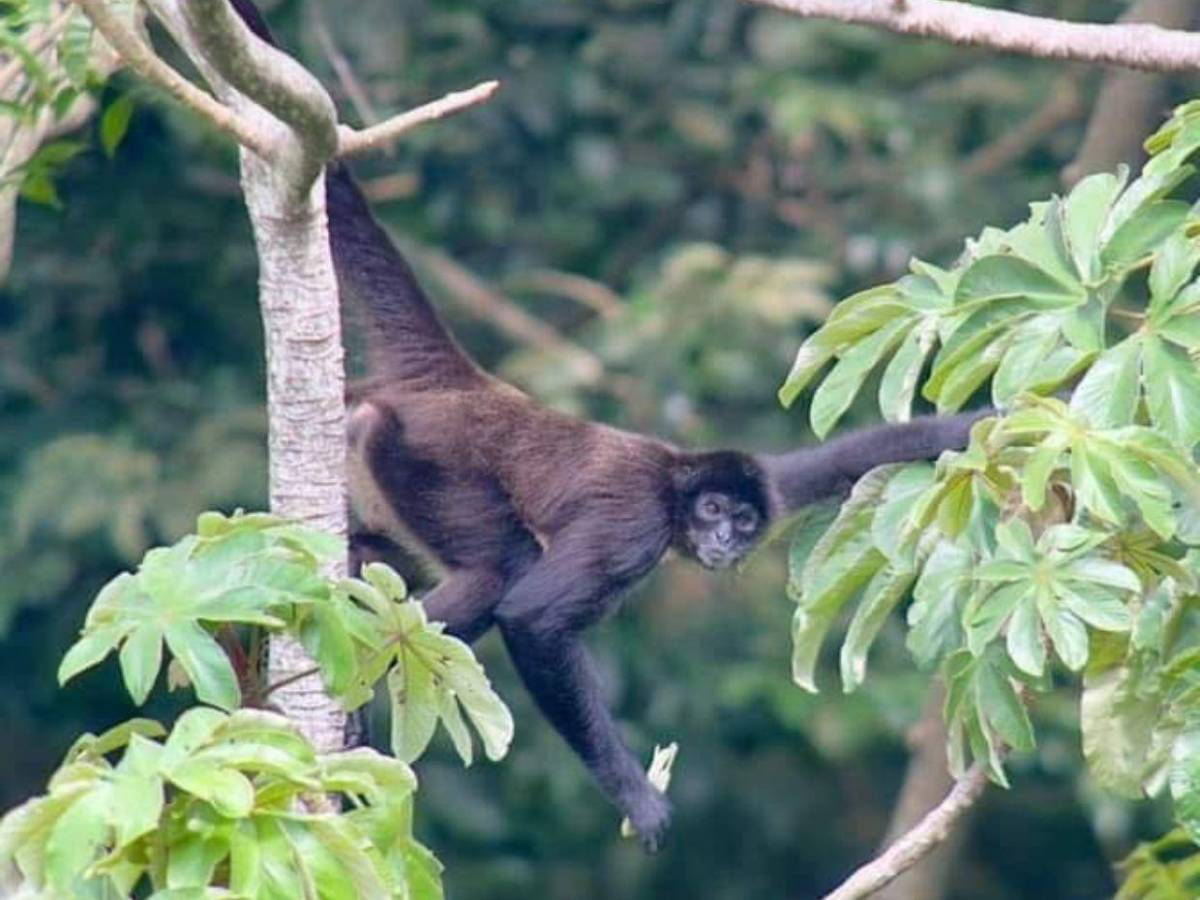 Ruta del oxígeno: parques nacionales de Honduras para visitar esta Semana Santa 2026