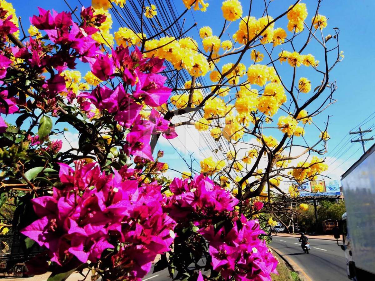 Un espectáculo natural: flores llenan de frescura la capital hondureña​​​​​​