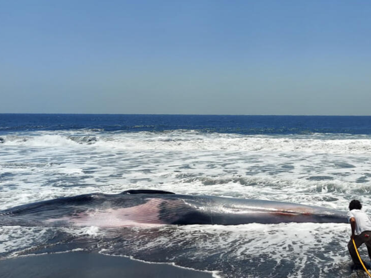 Hallan muerta una ballena de 13 metros en playa del Pacífico de Guatemala