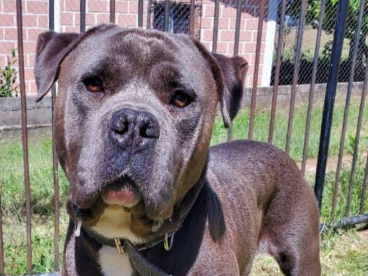 Indignación por muerte de “Chris”, el pitbull que habría sido torturado en Intibucá