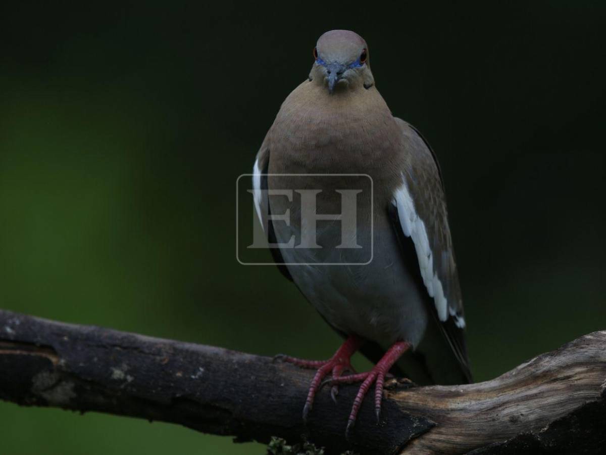 Un recorrido entre las aves que anidan en el corazón verde de Honduras