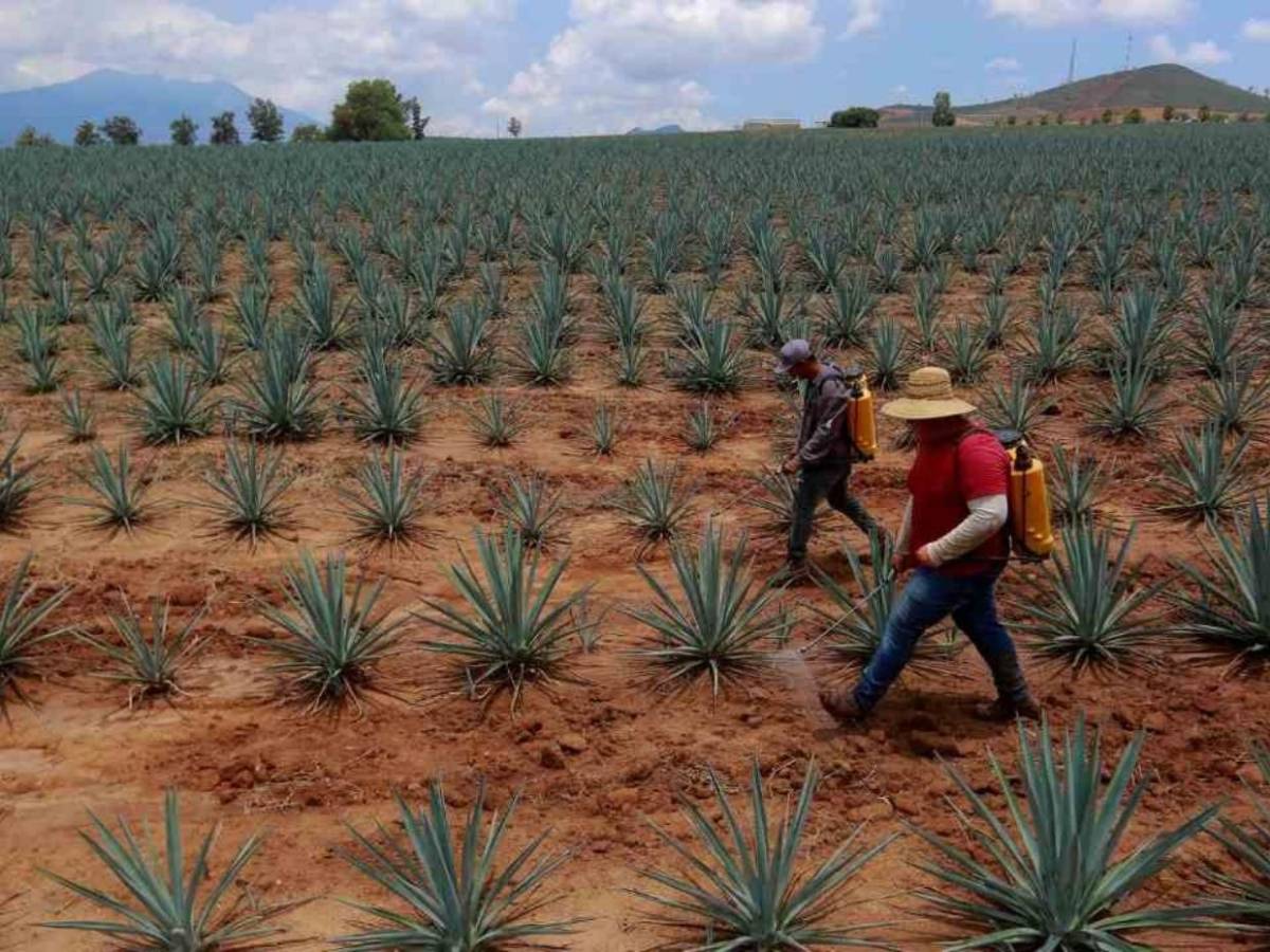Jalisco reforesta sus bosques tras expansión de cultivos de agave para producir tequila
