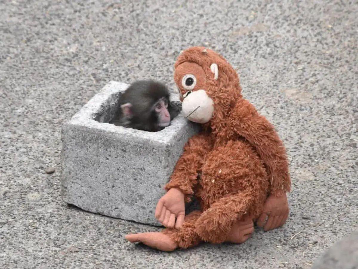¿Qué ha pasado con Punch, el macaco que roba corazones con su tierno amigo de peluche?