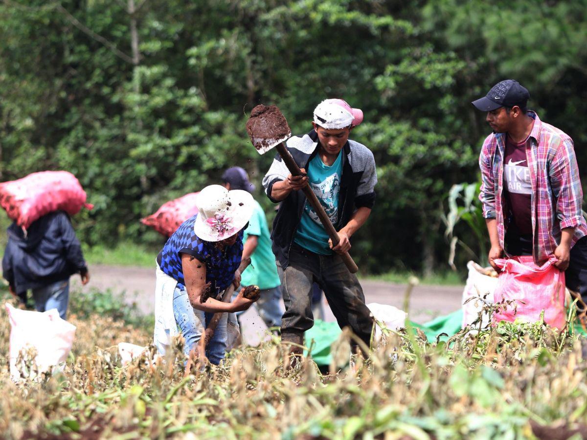 Las nuevas medidas del Banco Mundial para proteger a agricultores en Centroamérica