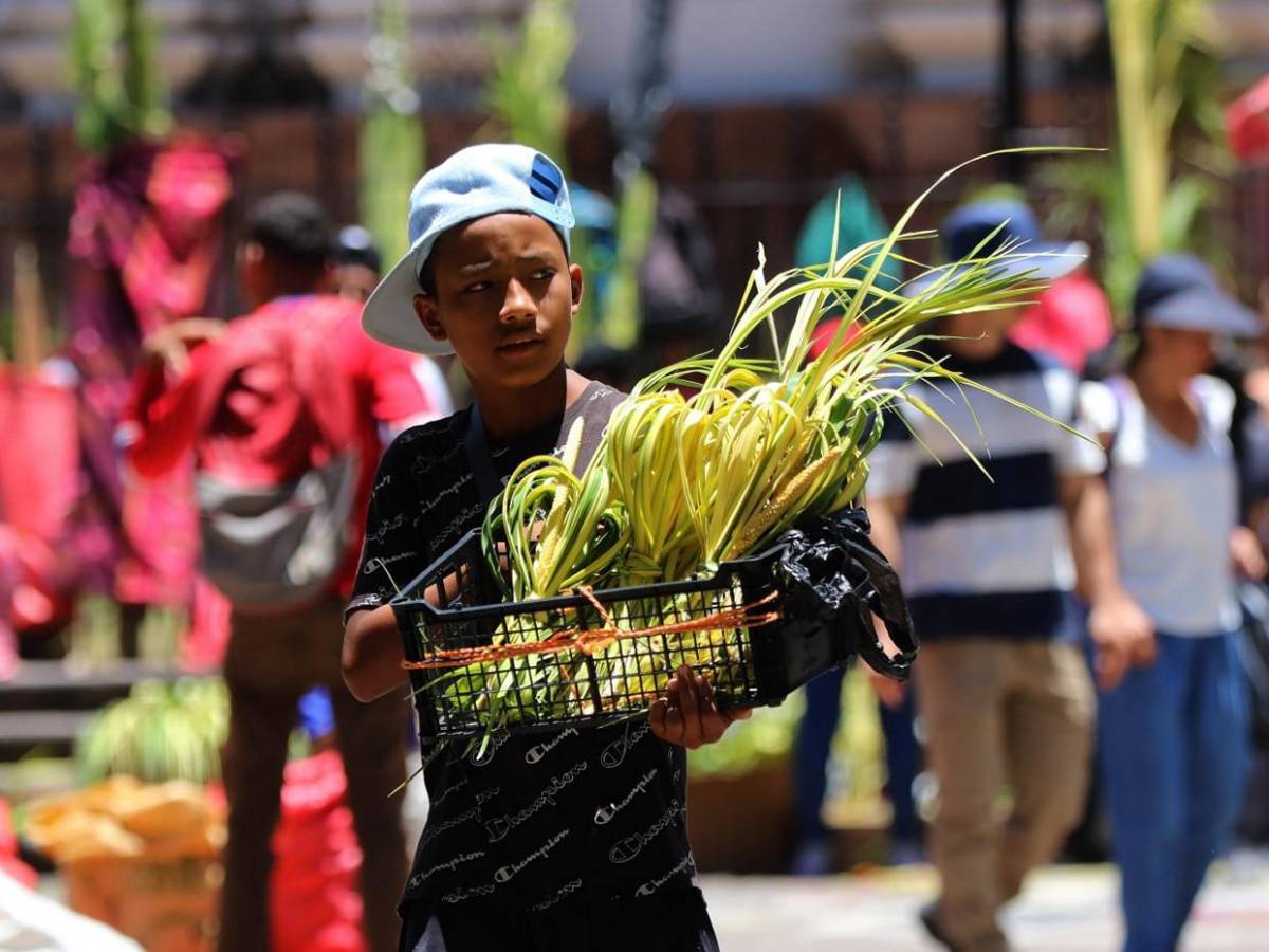 Palmas de olivo anuncian llegada de Semana Santa en la capital Palmas de olivo anuncian llegada de Semana Santa en la capital
