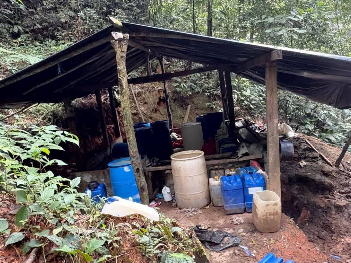 Aseguran 47 mil plantas de droga y narcolaboratorios en zonas montañosas de Colón