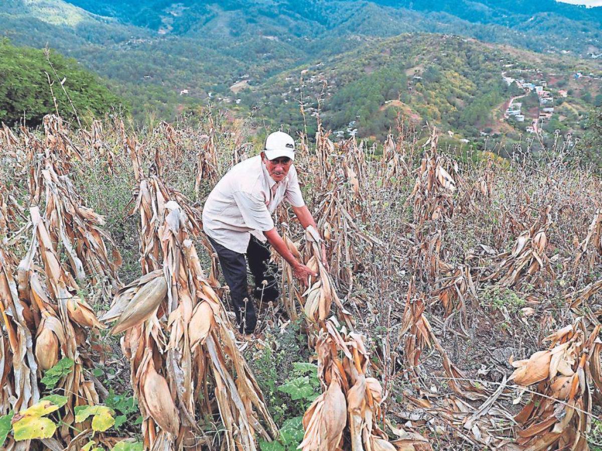 El 91% de tierras productivas del país en riesgo de ser azotadas por la sequía