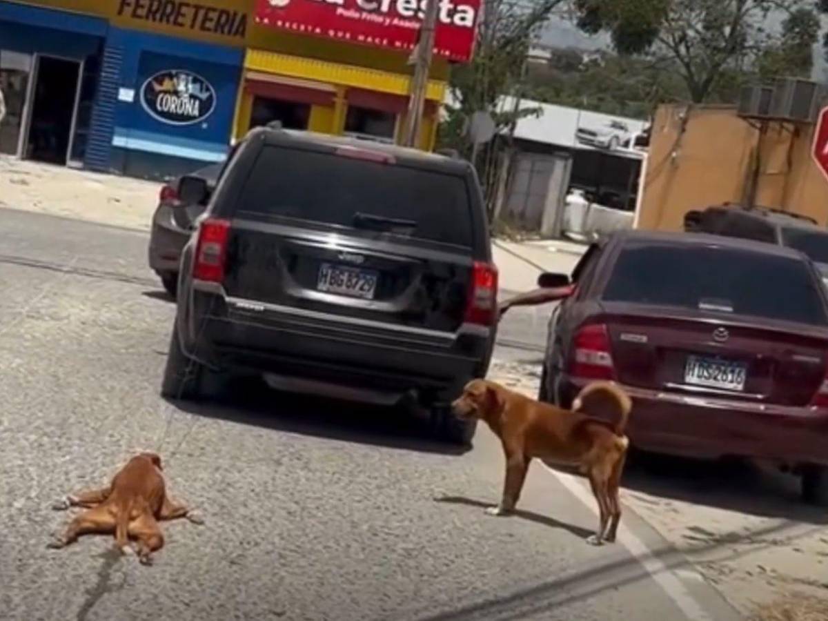 Detienen al hombre que arrastraba a un perro con su carro en Choloma