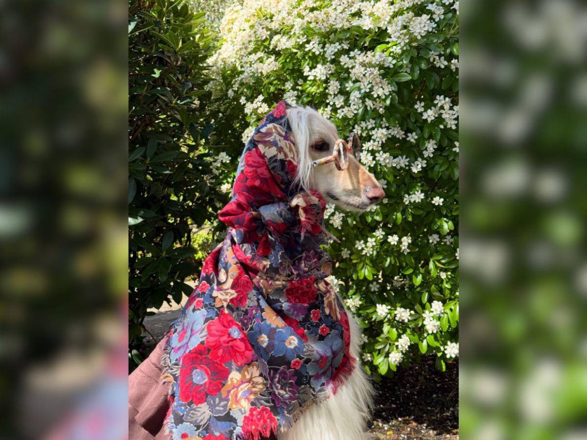 Samantha, la galga afgana que conquista las redes con su glamour de modelo