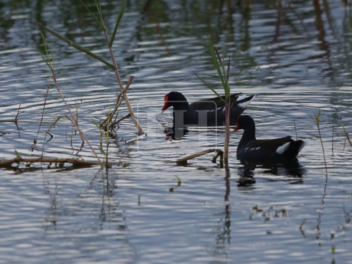 Un recorrido entre las aves que anidan en el corazón verde de Honduras