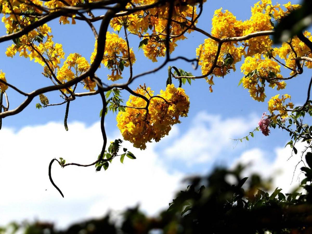 Los macuelizos con sus alegres colores embellecen la capital de Honduras