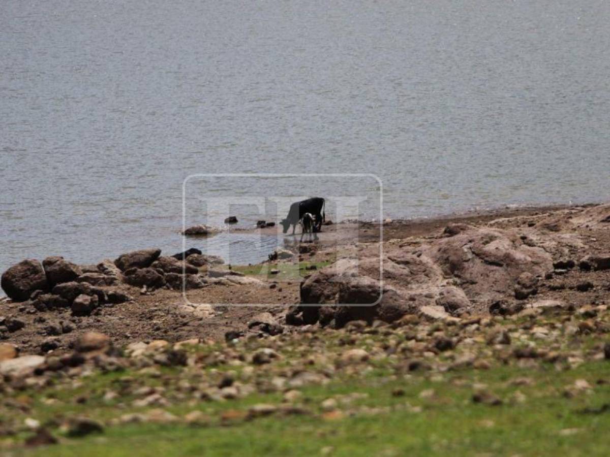 Imagen que preocupa: surge una isla en medio de la represa La Concepción ante sequía