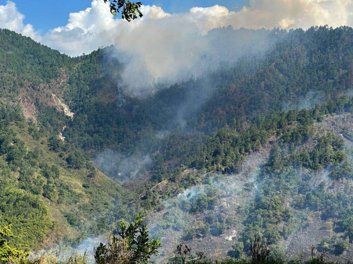 Industria de la madera en Honduras sobrevive entre incendios, tala ilegal y gorgojos