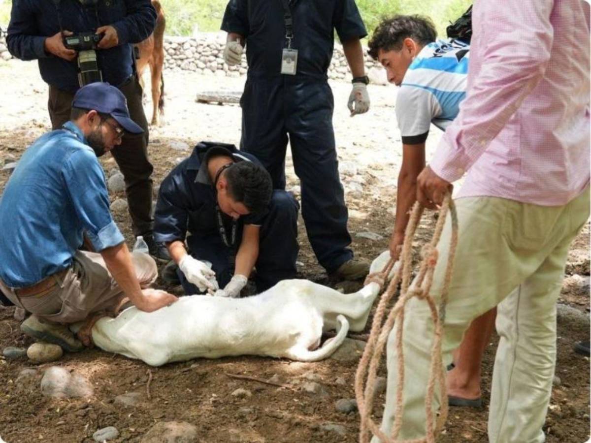 ¿Qué es la miasis y cómo puede causar la muerte?