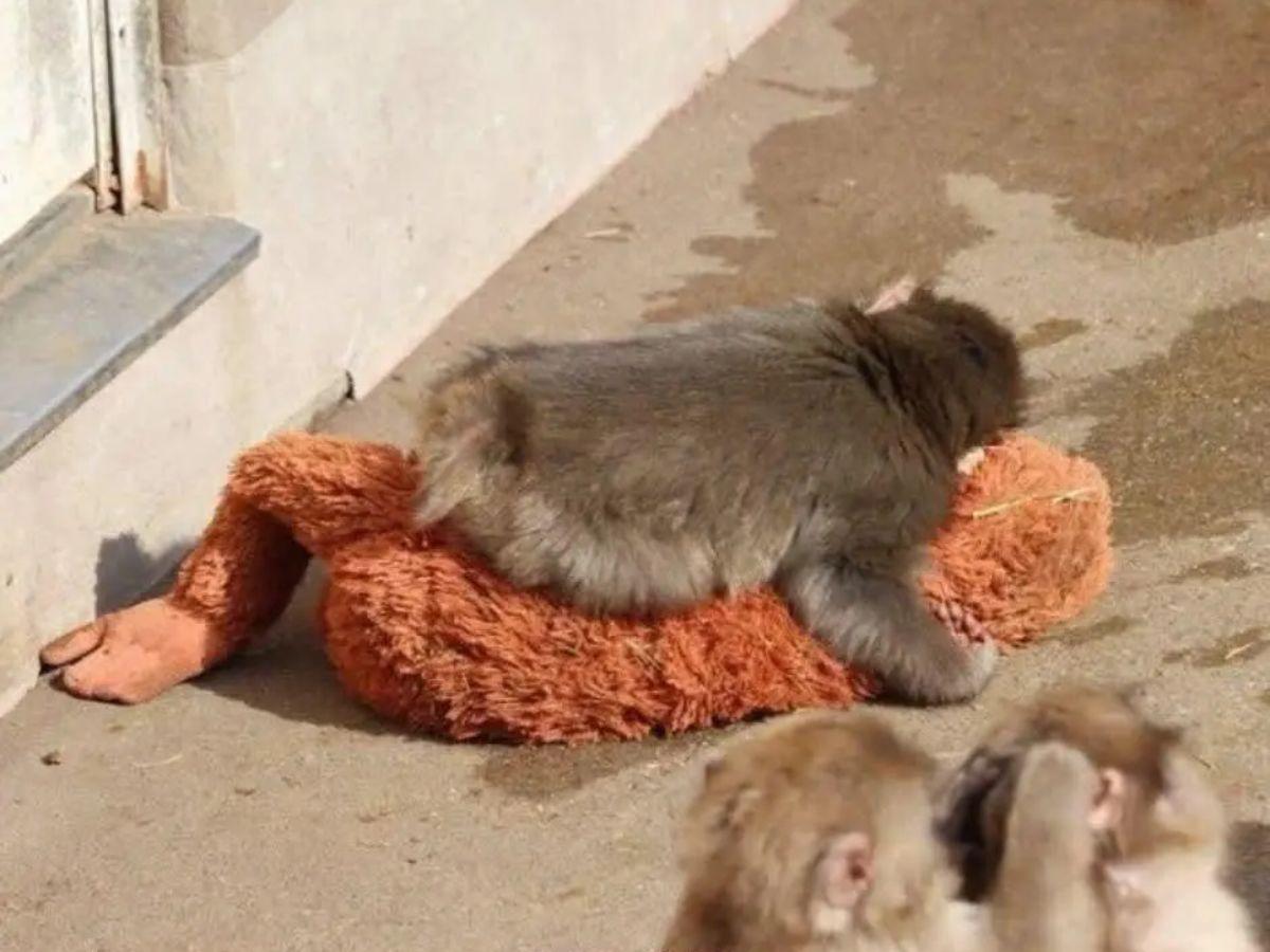 ¿Qué ha pasado con Punch, el macaco que roba corazones con su tierno amigo de peluche?