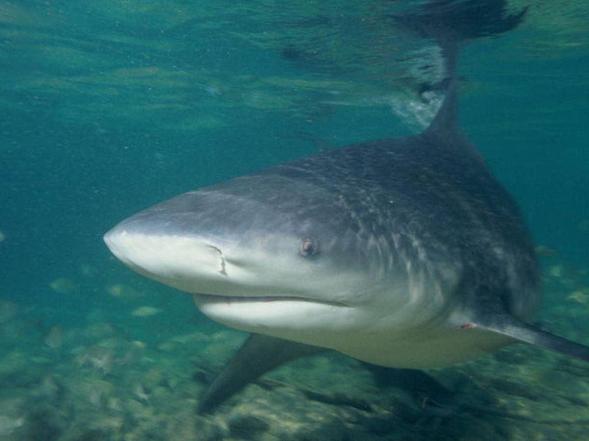 Mujer muere por ataque de un tiburón mientras hacía snorkel en las Bahamas