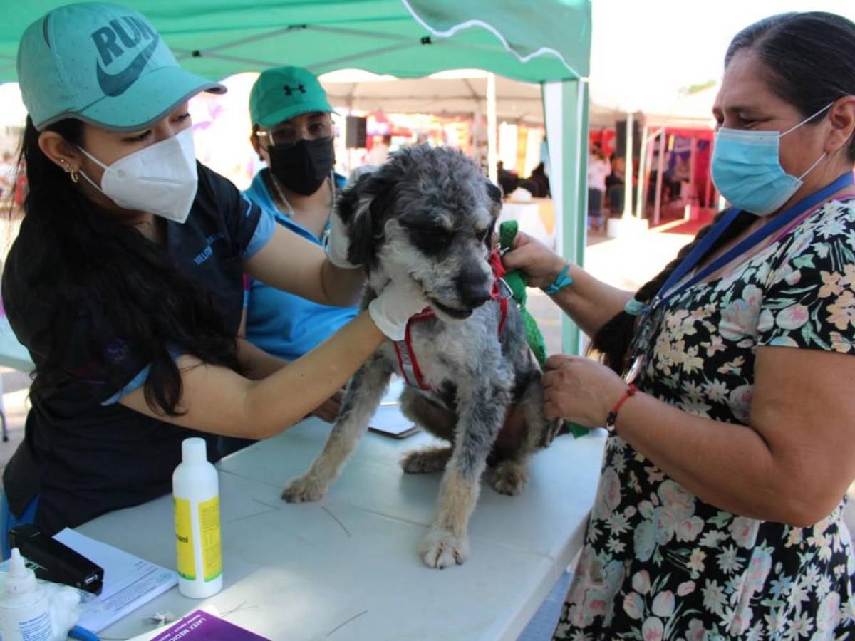 Más de 1.3 millones de perros y gatos serán vacunados contra la rabia