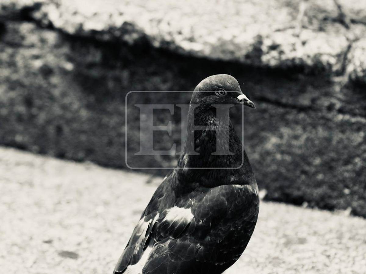 El vuelo de las palomas transforma la Iglesia Los Dolores en una postal única