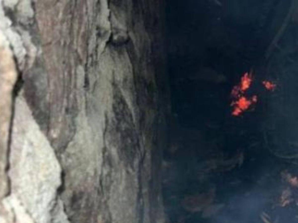Ronald Lagos, uno de los hermanitos que murió carbonizado en Nueva Suyapa