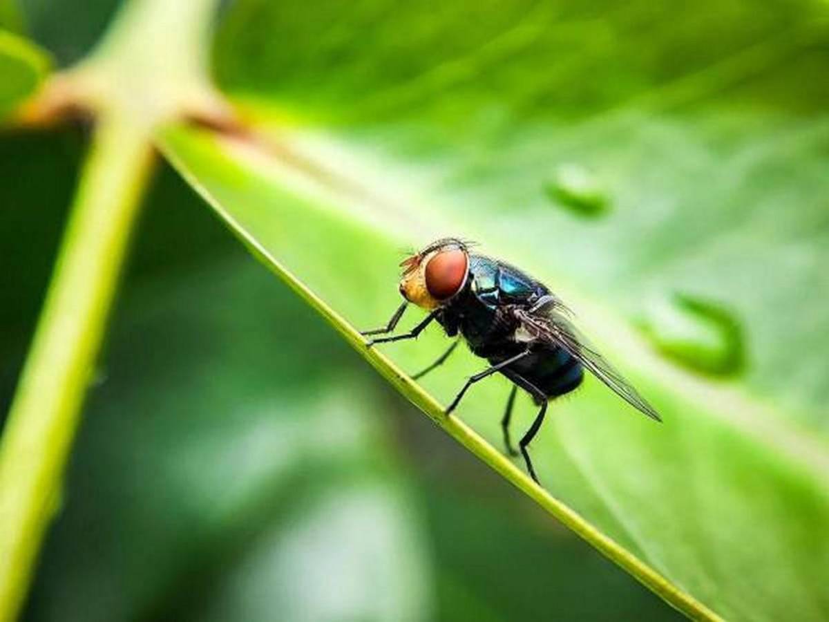 Devorador de hombres, así invade y prolifera en heridas humanas el gusano barrenador