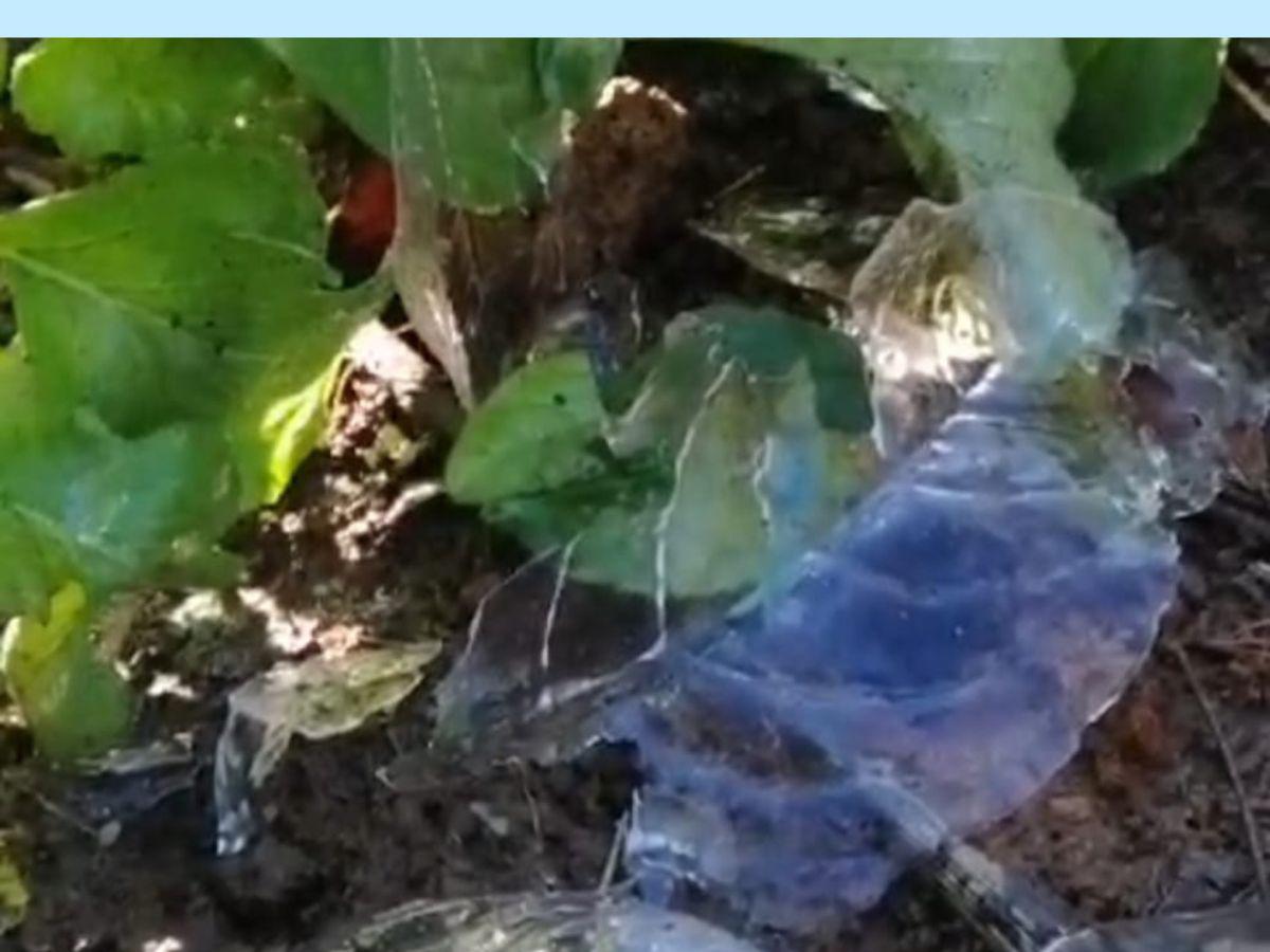 Ola de frío extremo produce pérdidas de verduras cerca del Distrito Central