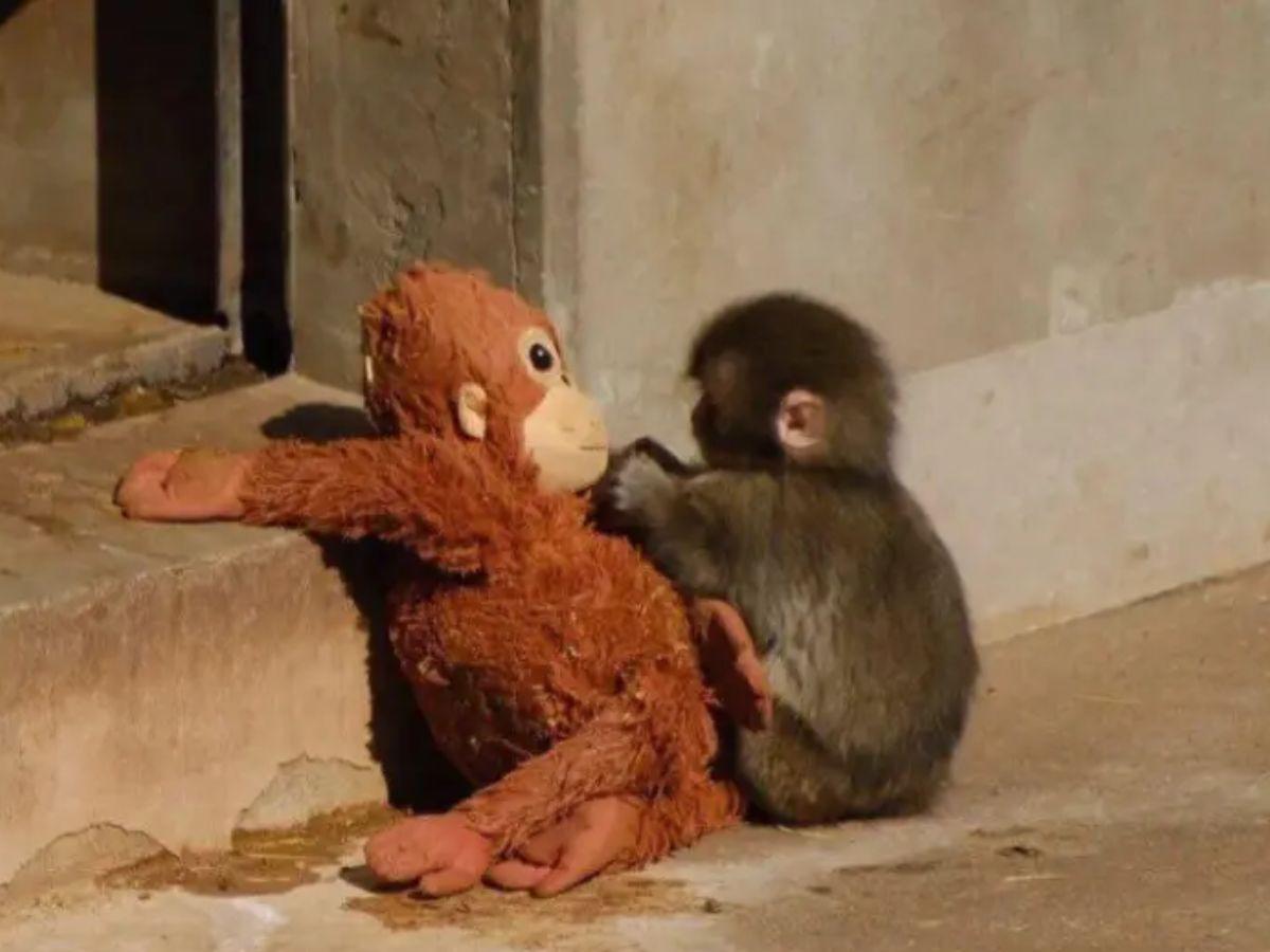 ¿Qué ha pasado con Punch, el macaco que roba corazones con su tierno amigo de peluche?