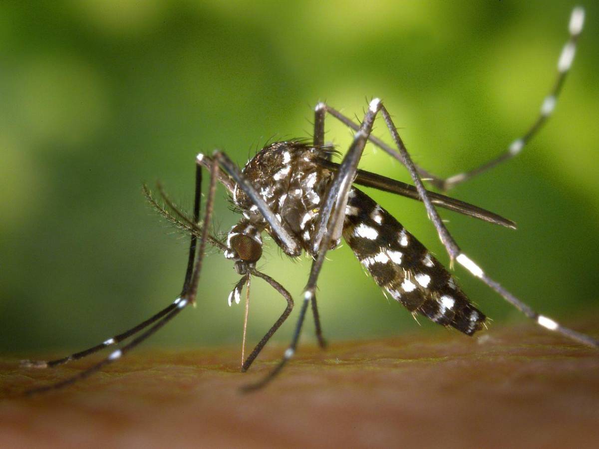 Cuba reconoce primeras muertes por epidemia de chikunguña y dengue