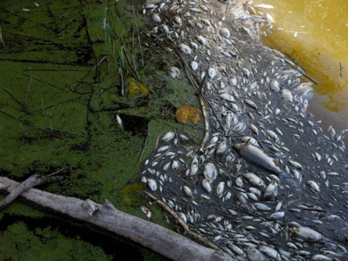 Sacan 100 toneladas de peces muertos en río entre Polonia y Alemania