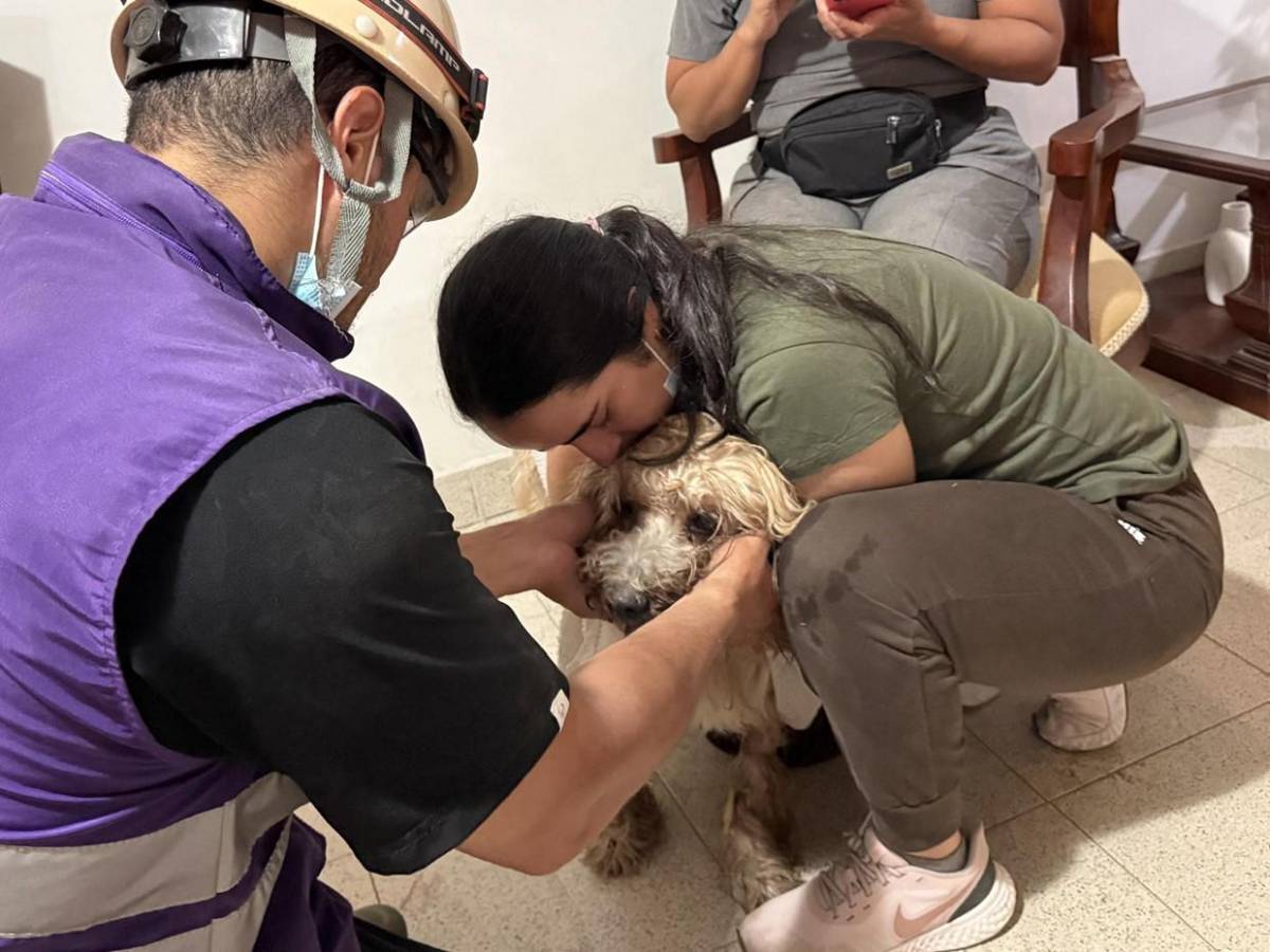 Antonio, el perro rescatado entre escombros da esperanza a una familia en Cali