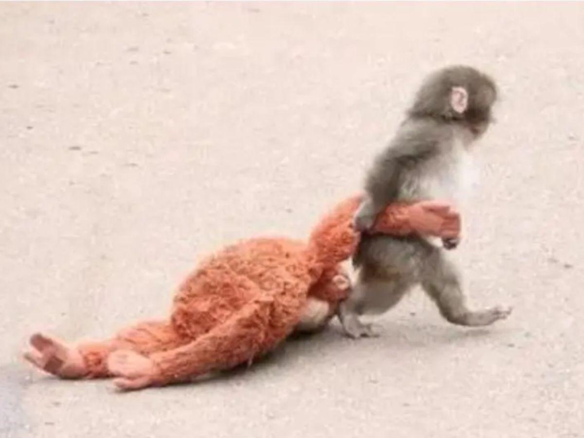 ¿Qué ha pasado con Punch, el macaco que roba corazones con su tierno amigo de peluche?