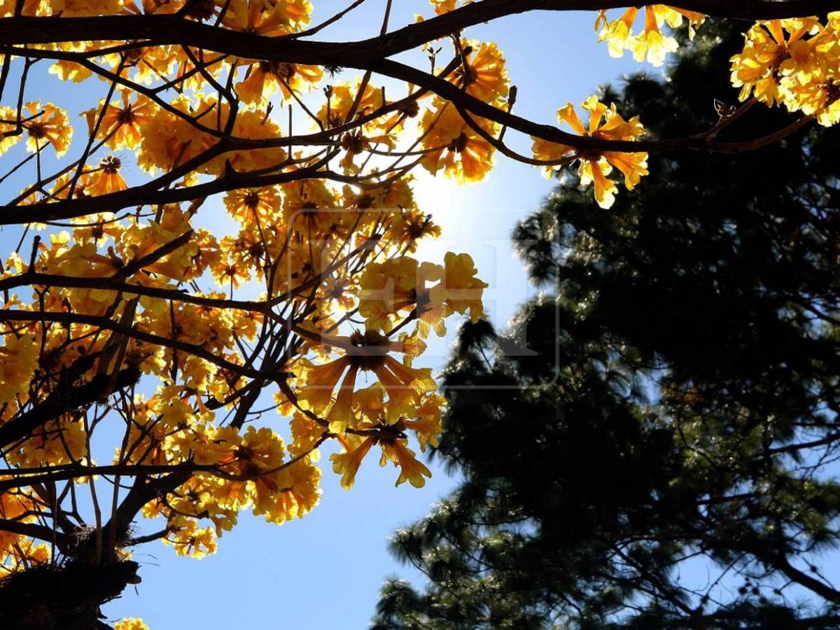 Un espectáculo natural: flores llenan de frescura la capital hondureña​​​​​​