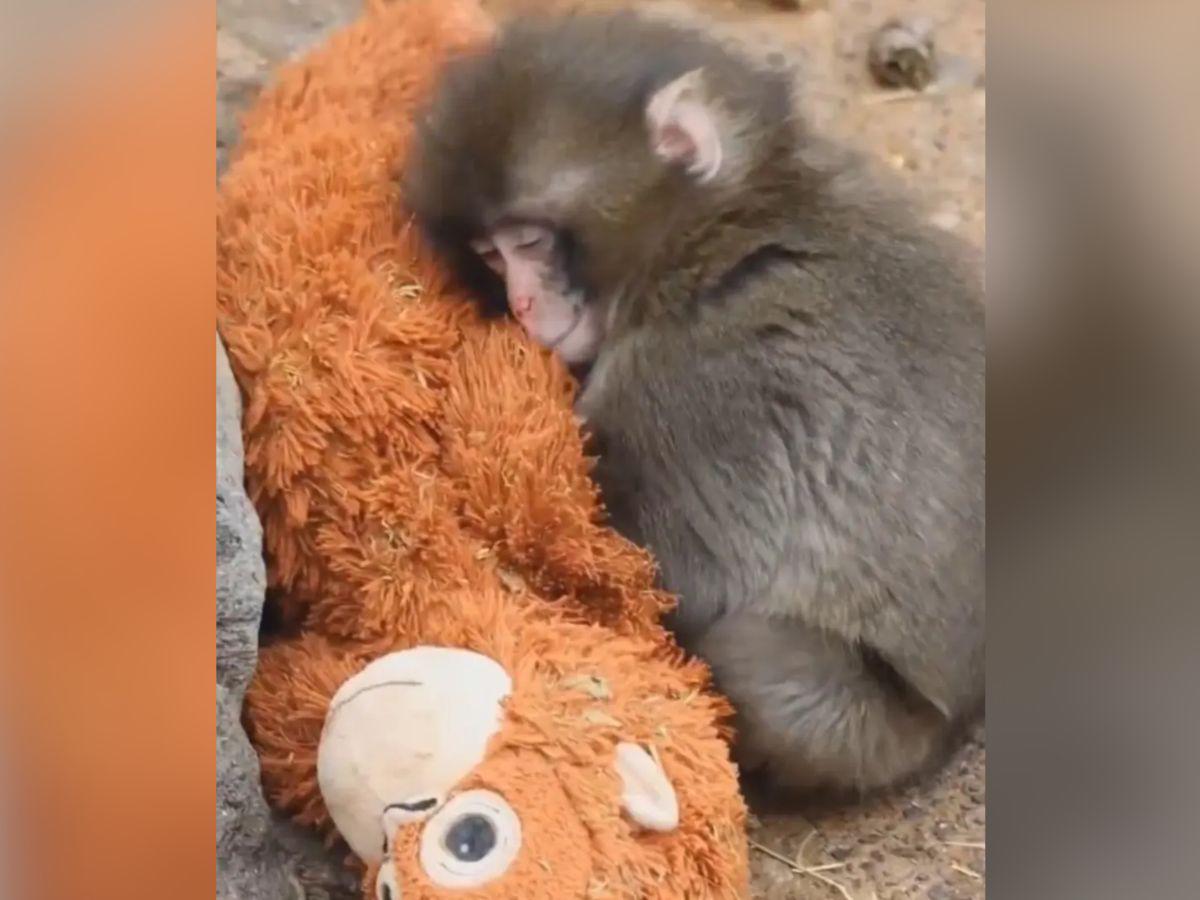 ¿Qué ha pasado con Punch, el macaco que roba corazones con su tierno amigo de peluche?