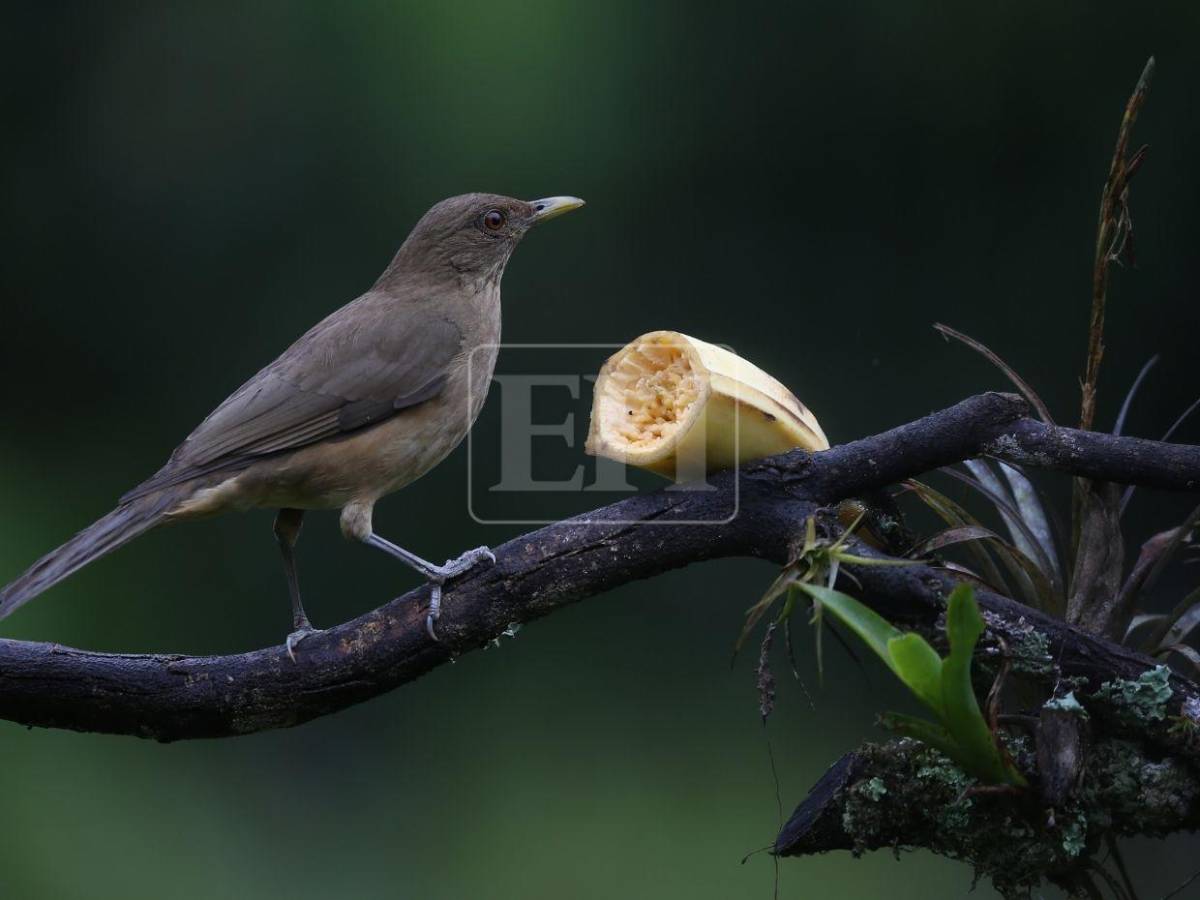Un recorrido entre las aves que anidan en el corazón verde de Honduras